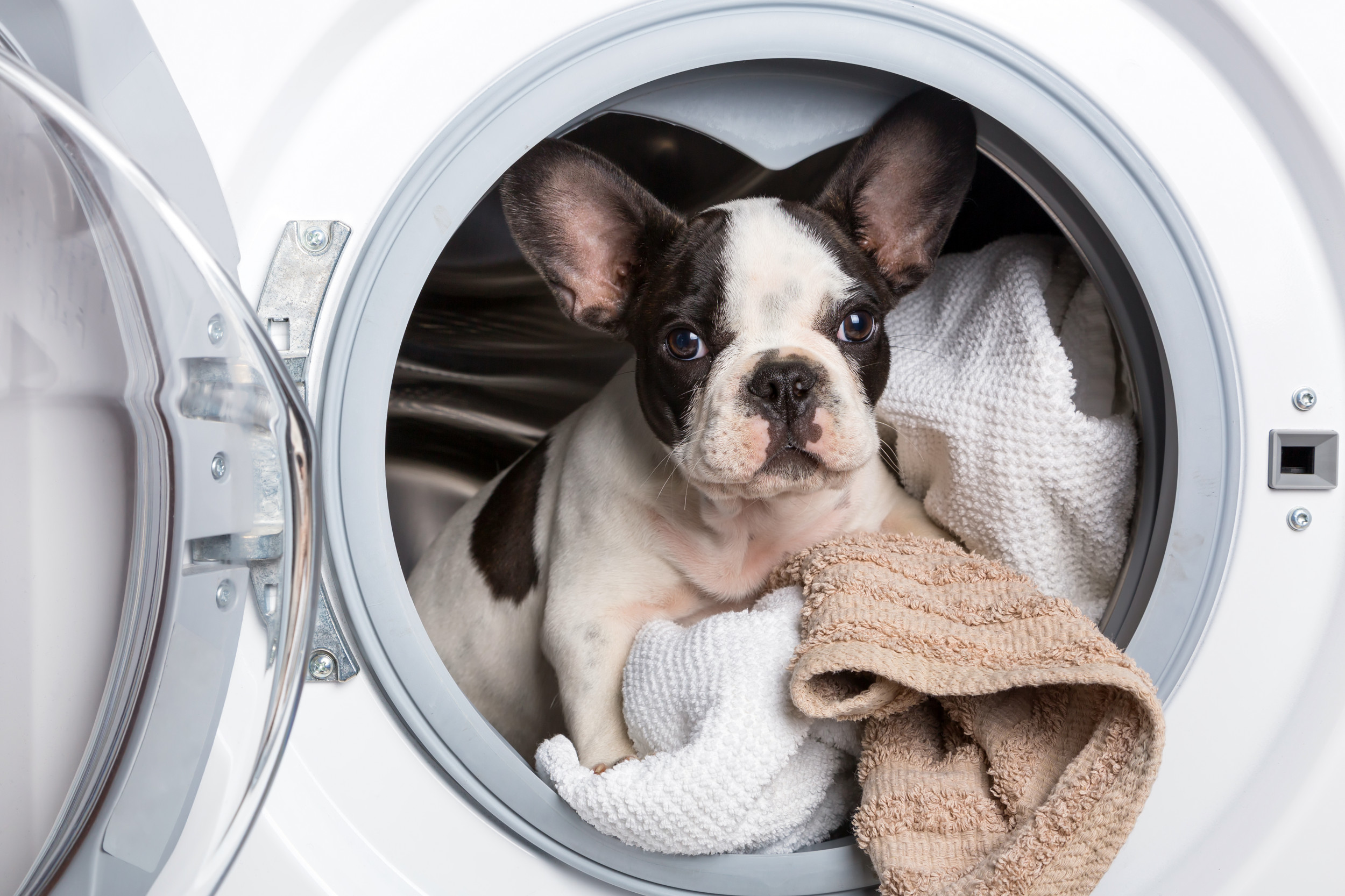 Dog Washing Machine
